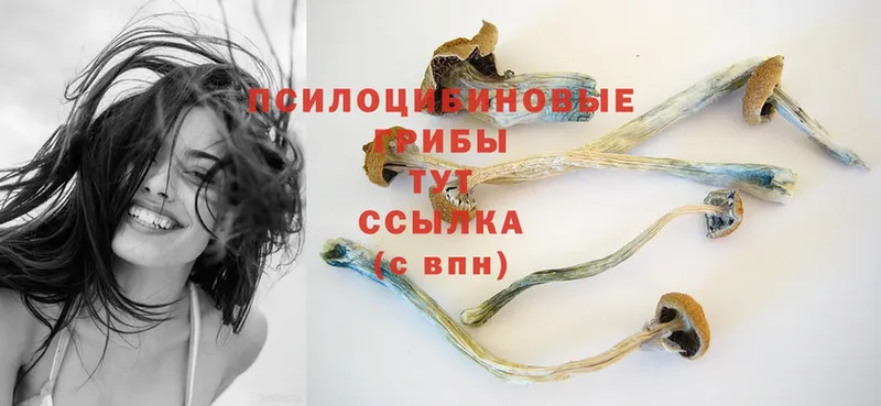 Псилоцибиновые грибы Psilocybe  Юрьев-Польский 